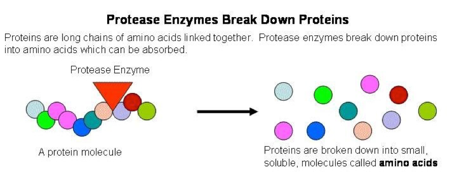 protease | Ecovatec